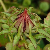 Hibiscus surattensis L.